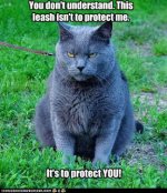 funny-pictures-cat-wears-leash-to-protect-you.jpeg