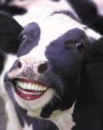 Moo.jpg