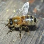 bee.jpg bee.jpg