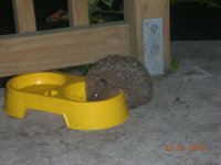 night thief.jpg
