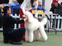 groomer.jpg