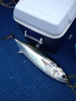 tuna 8-6-13.JPG
