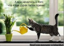 cat plant.jpg