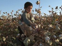 cottonpicking.jpg