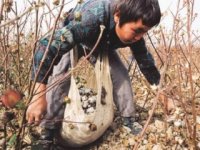 cotton picking2.jpg