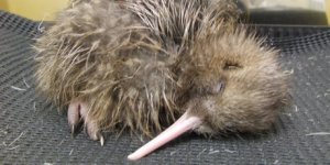kiwi_460x230.jpg