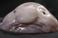 987862-ugliest-animals.jpg