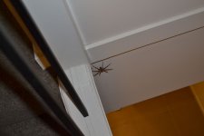 DSC_0508.JPG