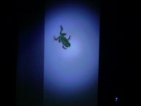 A FROG.jpg