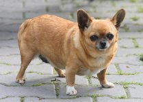 fat-chihuahua.jpg