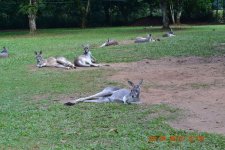 DSC_0426.JPG