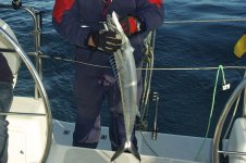 barracuda.jpg