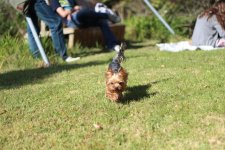 15589-img_0847_resize.jpg