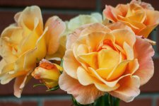 DSC_0176.jpg