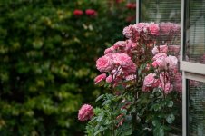 DSC_0193.jpg