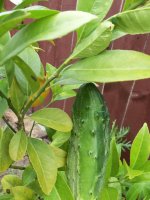cucumber_tree.JPG
