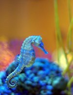 blueseahorse.jpg