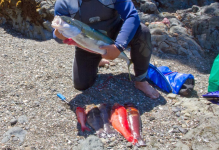 fish.png