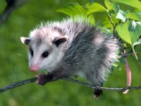 1233118383_baby-virginia-opossum.jpg