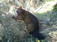 Possum1.jpg