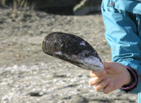 paua.png