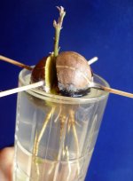 avocado-pit.jpg
