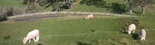 sheep.jpg