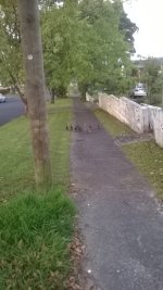 koromiko ducks.jpg