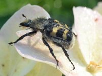 Trichius fasciatus.jpg