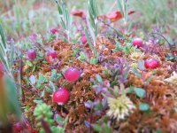 Клюква (Cranberry).jpg