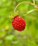 Fragaria vesca.jpg