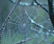 Spider web.jpg