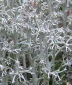 Reindeer moss.jpg
