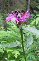 Three Bumblebee and mosquito.jpg