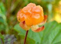 Rubus chamaemorus.jpg