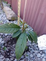 IMG_20171024_151014.jpg