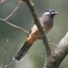 Fernbird