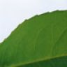 LeafBlade
