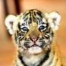 Tigra