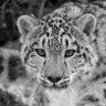 Wladimir