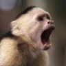 mrcapuchin