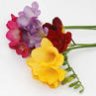 Freesia