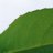 LeafBlade