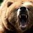CoolGrizzly