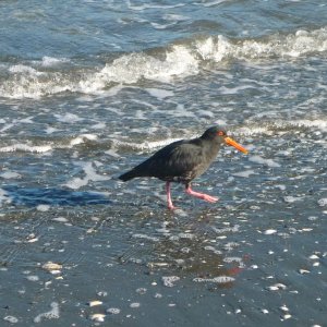wellington petone oystercatcher