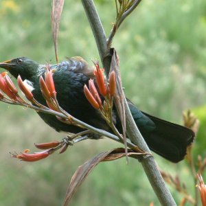 tui
