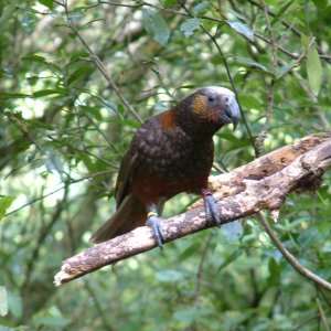 wellington karori kaka