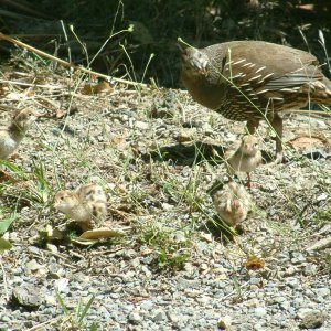 wellington karori quail