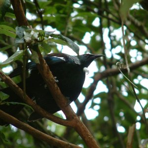 wellington karori wildlife tui