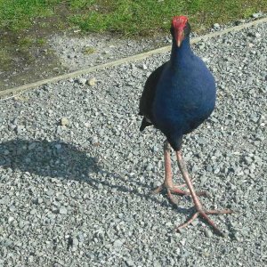 pukeko